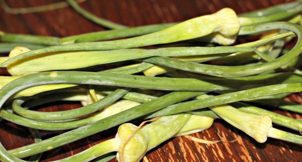Close up of Garlic Scapes