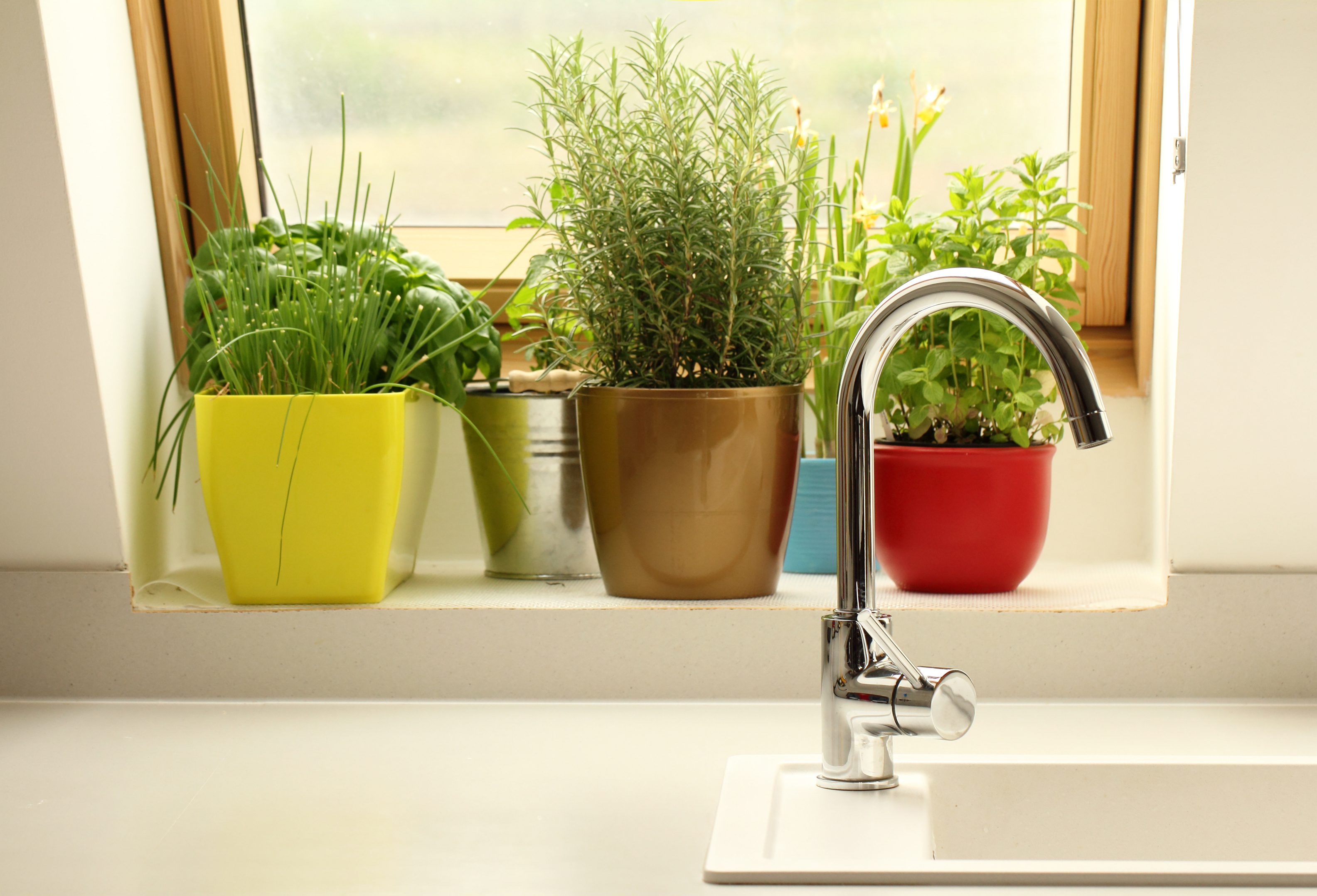 Potted herbs in kitchen windowstill