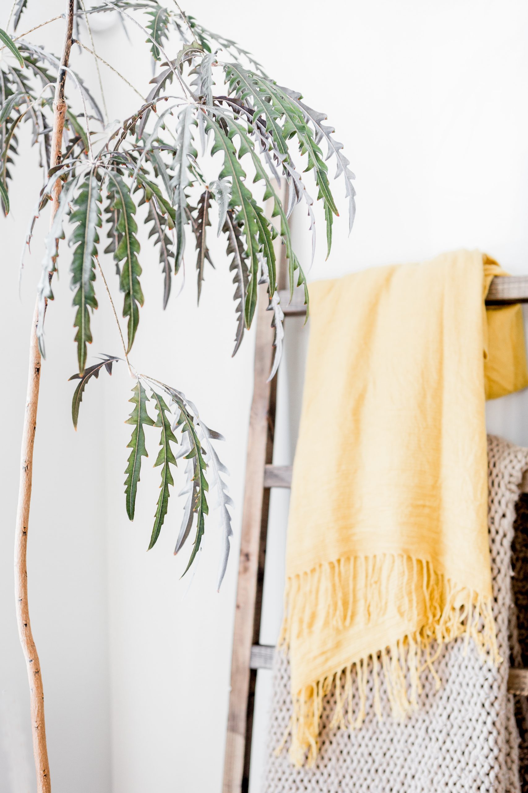 Cozy living room with a rack of blankets and a plant