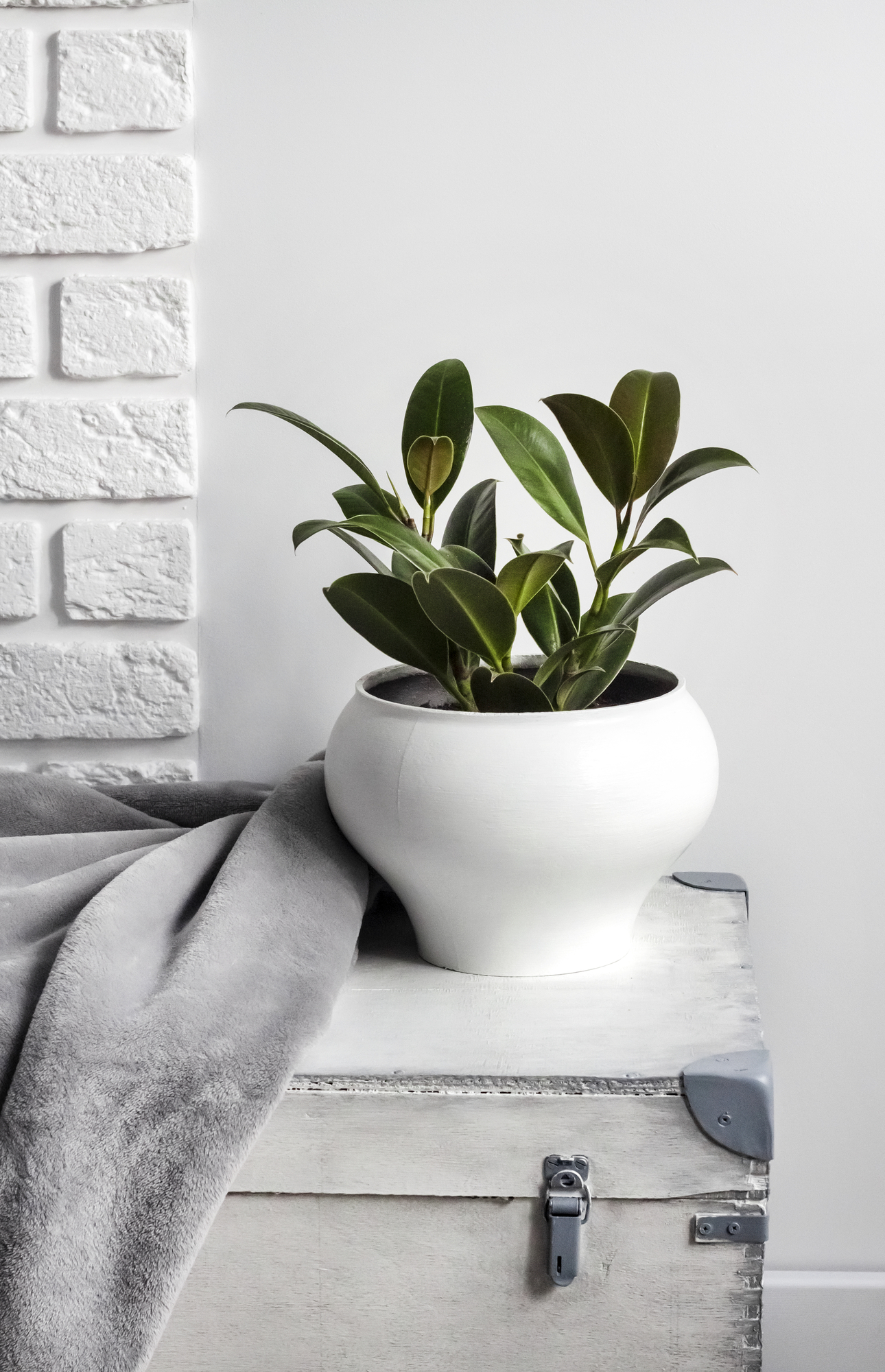 White wooden box with young rubber plant in white flower pot and gray soft fleece blanket on it. White wall with bricks on background