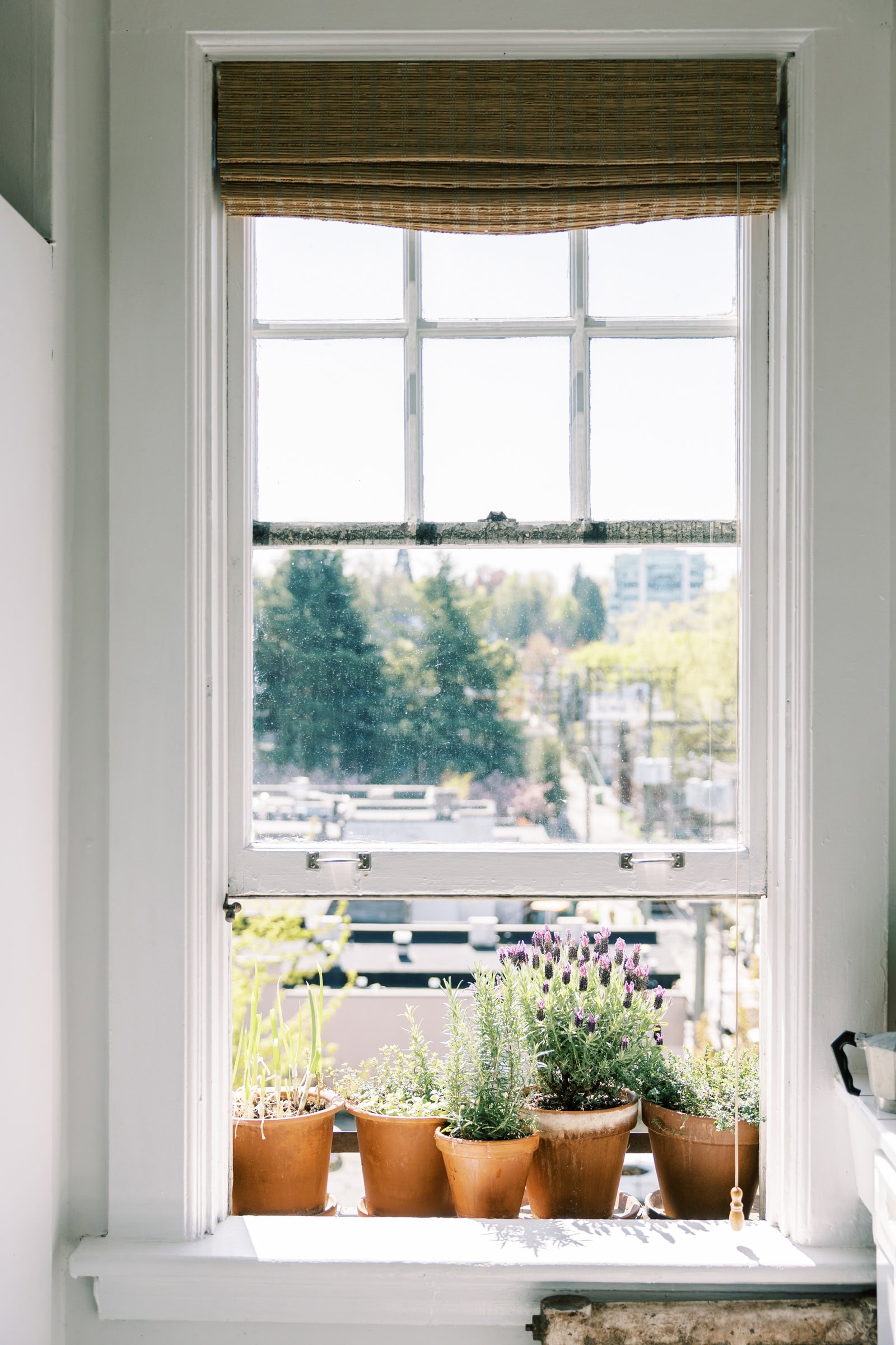 A row of potted plants sits on a sunlit windowsill inside, showing how to make a cozy home with greenery, while outside the large window, trees, buildings, and a street are visible beyond the rolled-up bamboo shade.