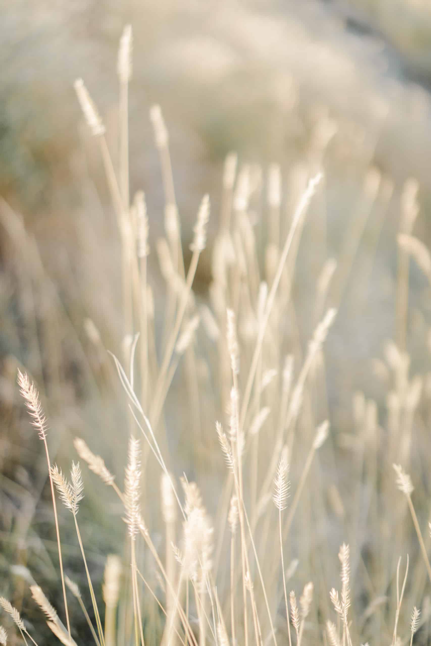 close up of wheat growing in a wheat field