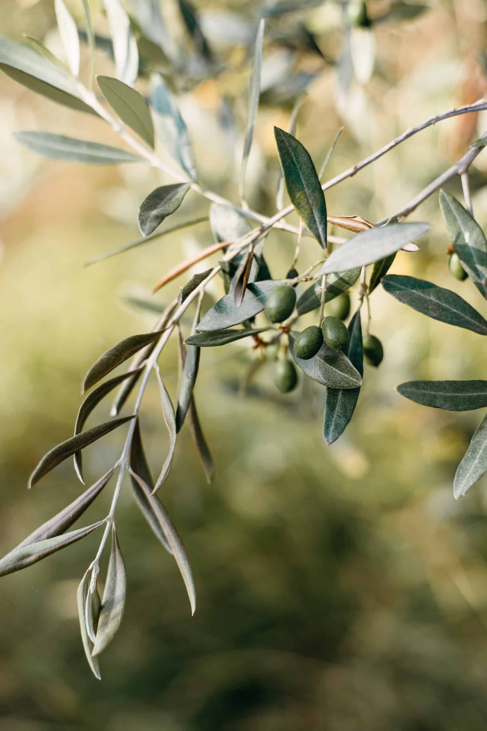 close-up-of-a-branch-ladden-with-olives-on-an-olive-tree