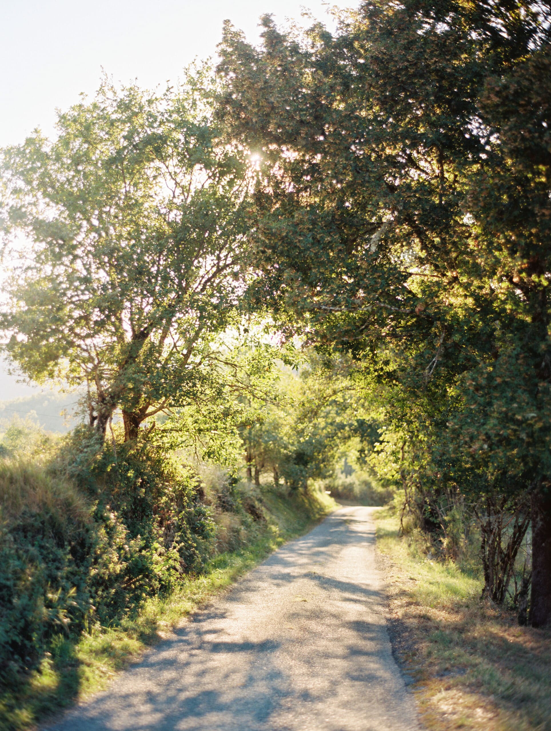 outdoor scene with path and a canopy of trees